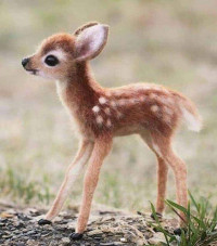 Maruti Suzuki Dzire Diesel