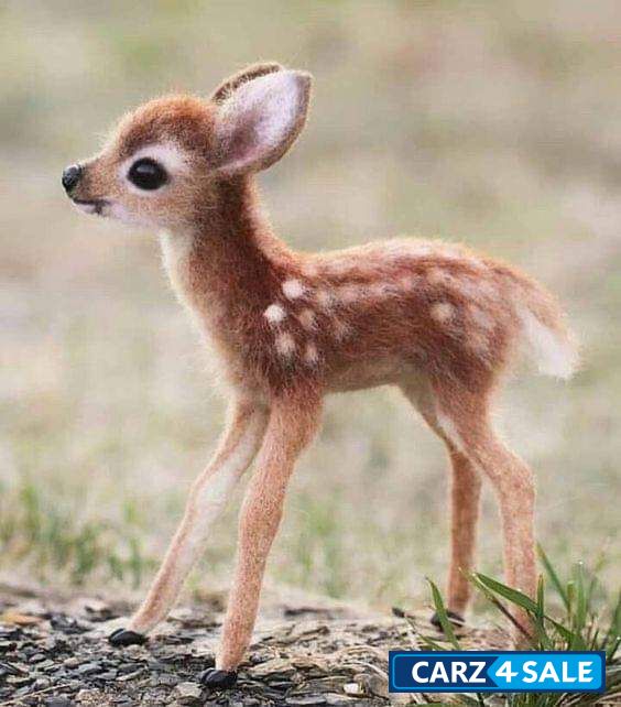 Maruti Suzuki Dzire Diesel Maruti Suzuki Dzire Diesel