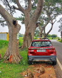 Kia Seltos HTX IVT Petrol Automatic