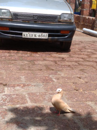 Maruti Suzuki 800 AC Ei